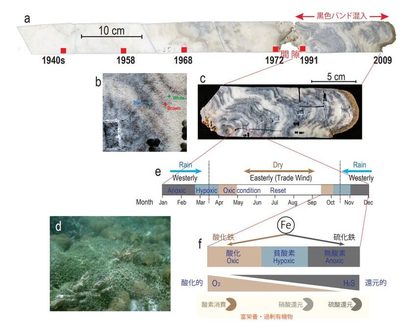 ツバルにおけるサンゴ礁劣化の歴史に関する
科学論文がScientific Reports誌に掲載