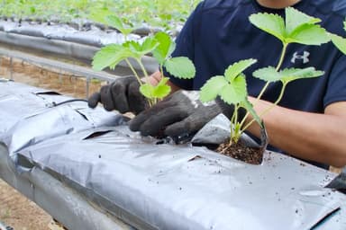 苗の植え付け