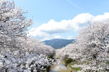 【大和高田市】高田千本桜