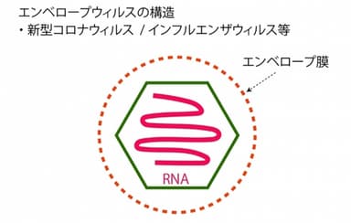 エンベロープ・ウィルスの構造