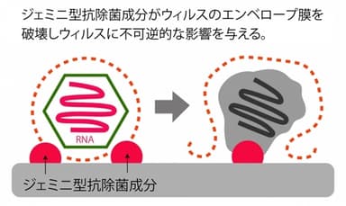 ジェミニ型抗除菌成分がウィルスのエンベロープ膜を破壊しウィルスに不可逆的な影響を与える