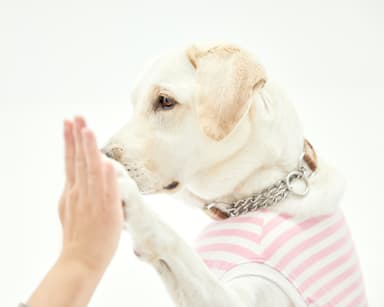 愛犬と遊びながら撮れる自然派写真　7