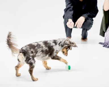 愛犬と遊びながら撮れる自然派写真　1