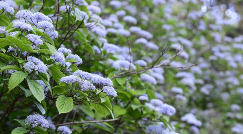 【六甲高山植物園】 甘い香りが漂う清楚な花
六甲山自生コアジサイが見頃を迎えました！