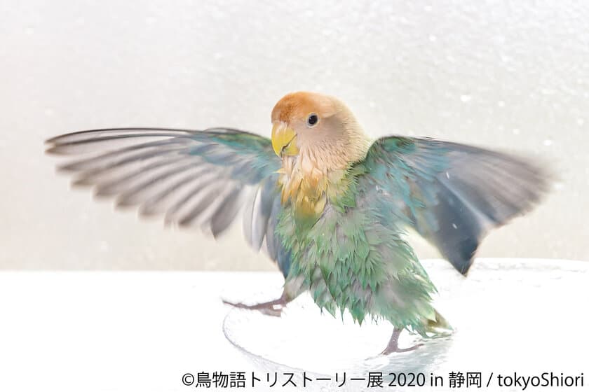 野鳥やインコ、幻の鳥の“躍動感＆ナチュラル”な瞬間をとらえた
「鳥物語トリストーリー展 2020」が静岡パルコで開催！