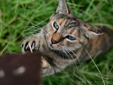 岡崎王子 as ネッコハンター「けもののねこ」