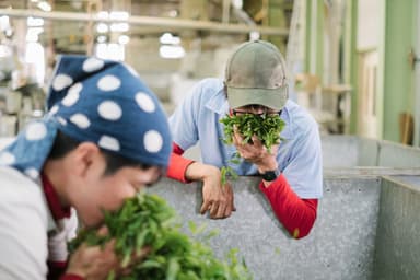 自家栽培茶のみ使用