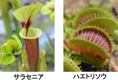 食虫植物のひみつ展