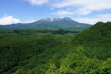 水源地の森