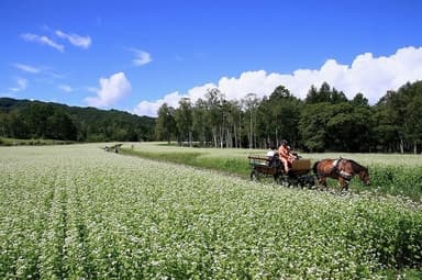 木曽の名産ソバの花が咲いた風景