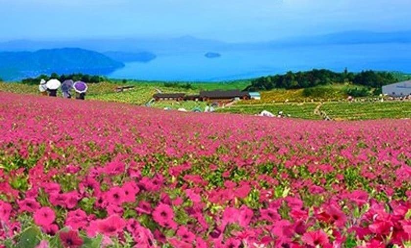 箱館山ゆり園は『びわこ箱館山』へ名称を改め、7月18日(土)より
ペチュニアやコキアの花畑を中心にリニューアルオープン！