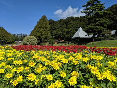 箱館山　ジニア