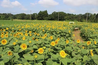 8月5日(水)撮影、見頃です