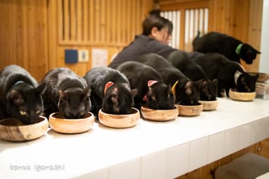 黒猫だけの猫カフェねこびやか