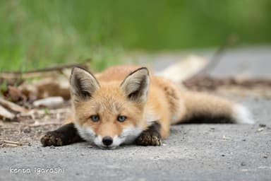 キタキツネの子供(五十嵐健太)