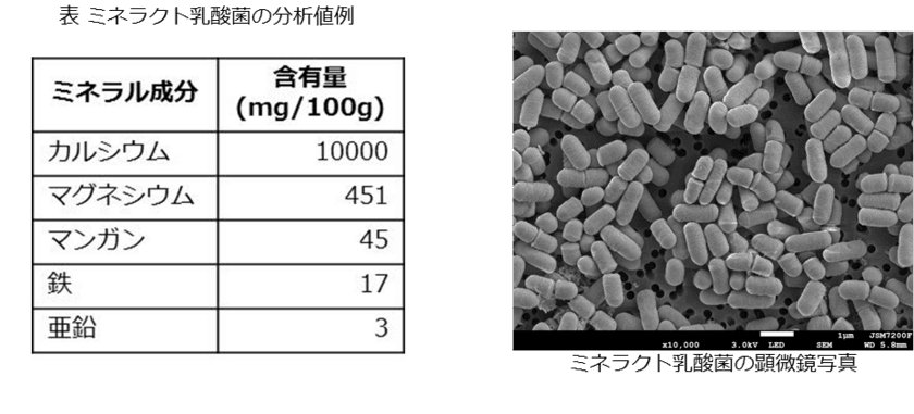 乳酸菌数、カルシウム含有量を規格化した
『ミネラクト乳酸菌』の販売を開始