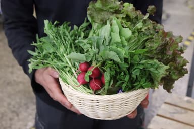 集合サラダ野菜セット