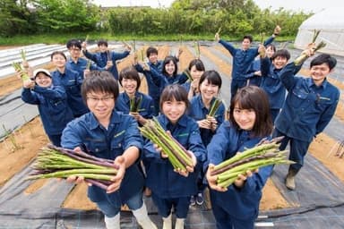 【写真2：明治大学が開発したアスパラガスの新栽培法  「採りっきり栽培」で収穫したアスパラガスの若茎  （明治大学生田キャンパス）】