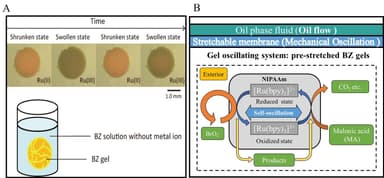 (A)化学液中で収縮と膨張を繰り返すBZゲル(B)BZゲルの振動エネルギーを、伸縮性膜を通じてオイルの流れへエネルギー変換する様子