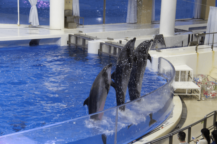 秋の夜長、夜の水族館で過ごしませんか?
3日間限定の特別な夜の水族館、開館！ 
『ナイトアクアワールド』
【2020年9月19日(土)～21日(月・祝) 18時～20時開催】