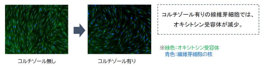 ノエビアグループ、幸せホルモンがストレス老化を抑えることを発見
　“幸せな気持ちが肌を美しくする”　
～コルチゾールとオキシトシンが肌の老化を制御する
メカニズムを明らかに～　
IFSCC (国際化粧品技術者会連盟) 第31回大会にて発表