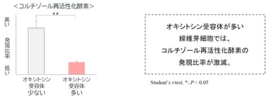 真皮の線維芽細胞における「コルチゾール再活性化酵素」の発現量の変化　グラフ(2)