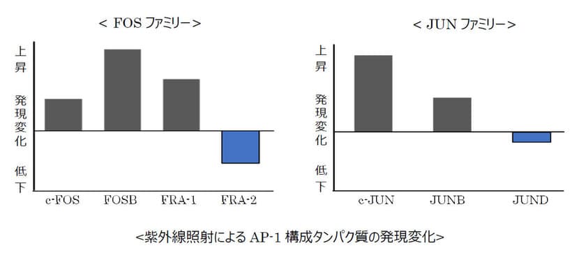 ノエビアグループ、しわ改善に関与するAP-1構成タンパク質を発見
　～オリジナル植物エキスにAP-1の発現を高める効果を明らかに～
　IFSCC (国際化粧品技術者会連盟) 第31回大会にて発表