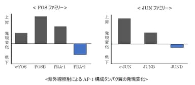 紫外線照射によるAP-1構成タンパク質の発現変化　グラフ