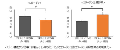 AP-1構成タンパク質(FRA-2とJUND)によるコラーゲン及びコラーゲン分解酵素の発現変化 グラフ