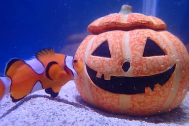 ハロウィン水槽