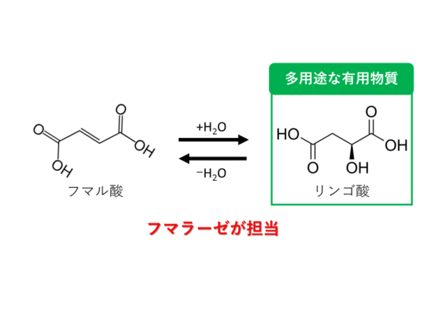 高い活性と熱安定性を兼ね備えたリンゴ酸生産酵素を発見
～効率的なリンゴ酸生産への第一歩～