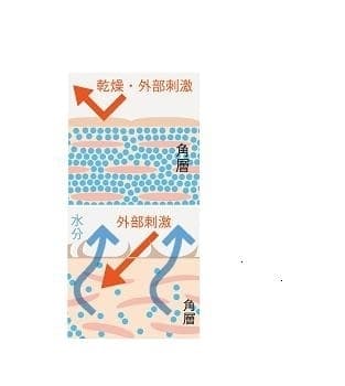 ≪出典元≫Journal of Lipid Research Vol.35,1994