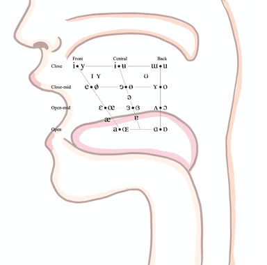 口蓋のイメージ｜国際音声記号 (International  Phonetic Alphabet) の母音表  国際音声記号 (International Phonetic Alphabet)の母音表を用いて作成