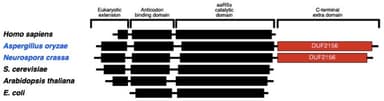 図1. 糸状菌のアスパルチルtRNA合成酵素（ErdS）にみられる糸状菌特異的ドメイン（DUF2156）