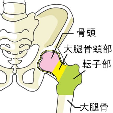 大腿骨