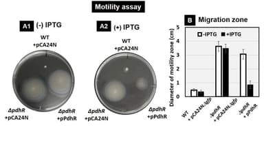 図３．PdhRが運動性に与える影響。軟寒天培地上での大腸菌の運動性試験結果（A）とその比較（B）。