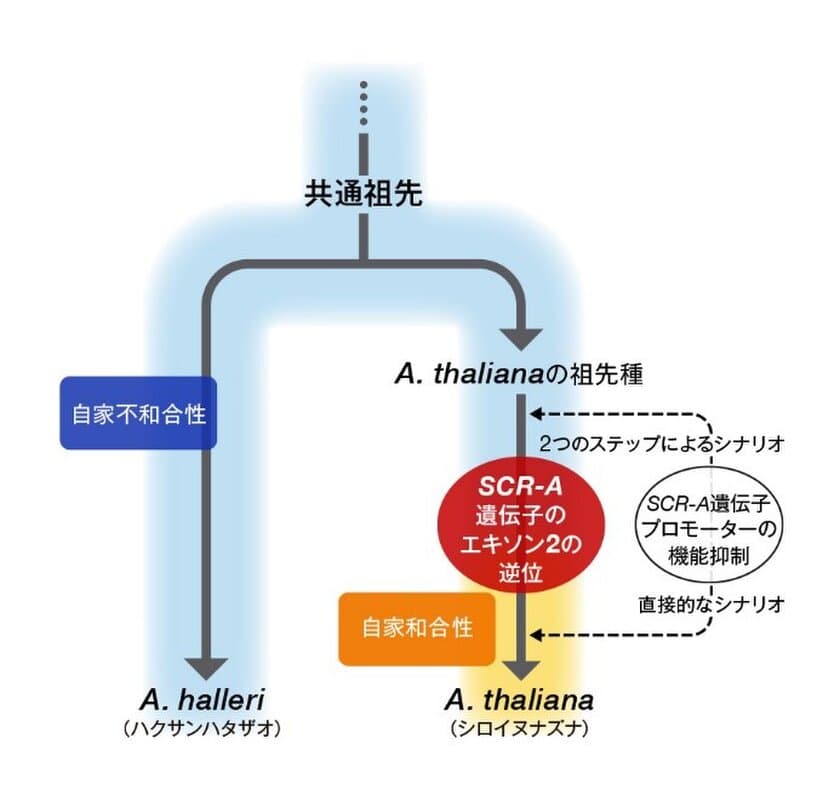 明治大学・バイオインフォマティクス研究室が独自整備し続けているオミックス・ビッグデータ解析基盤を活用して、大規模なDNA配列情報解析を担当
シロイヌナズナが自殖へと進化した仕組みを解明