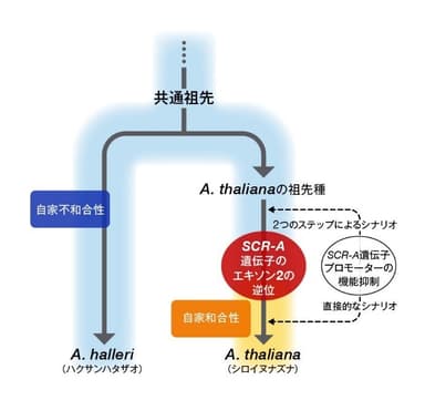 図. シロイヌナズナの自殖への進化モデル図