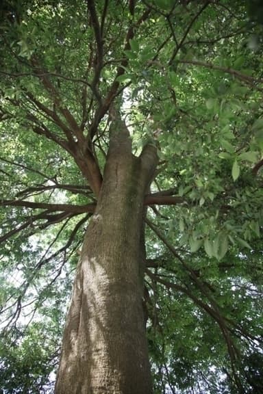 樹勢ある白樫