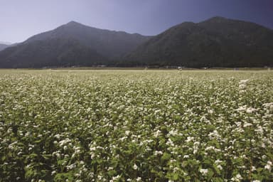 そば畑(池田町)