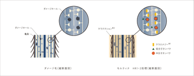 ケラエナジー×ケラテクション