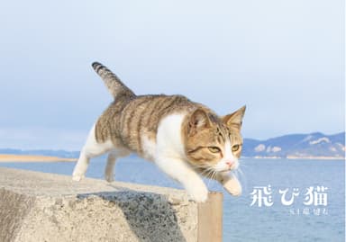 飛び猫2