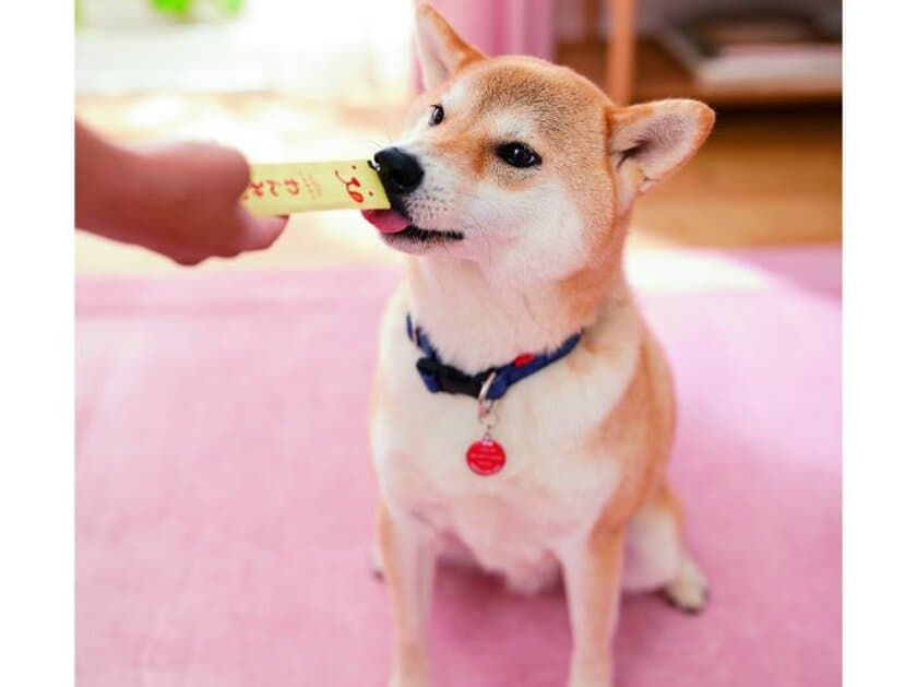 愛犬の健康をおいしくサポート！
犬用ペーストおやつ「わんみぃ」にビーフ味登場、10/27発売