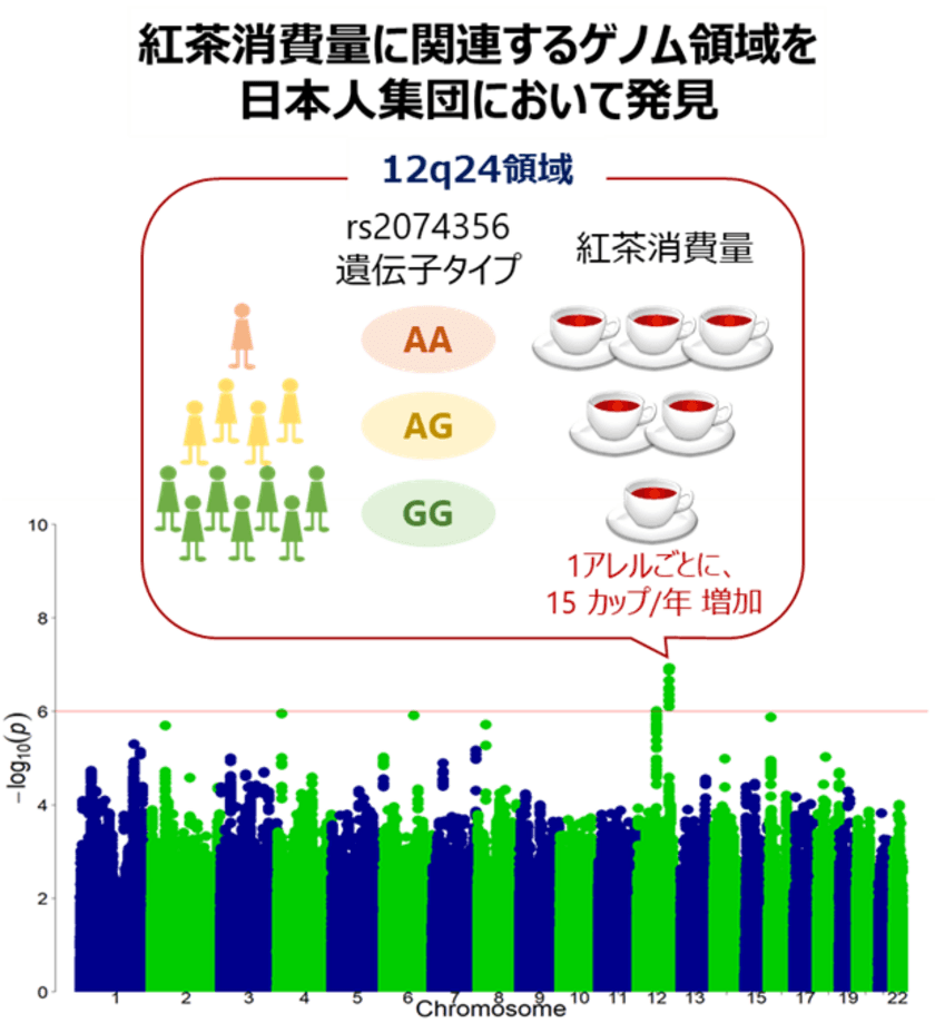 紅茶の消費量に関連する遺伝子領域を
日本人集団において発見