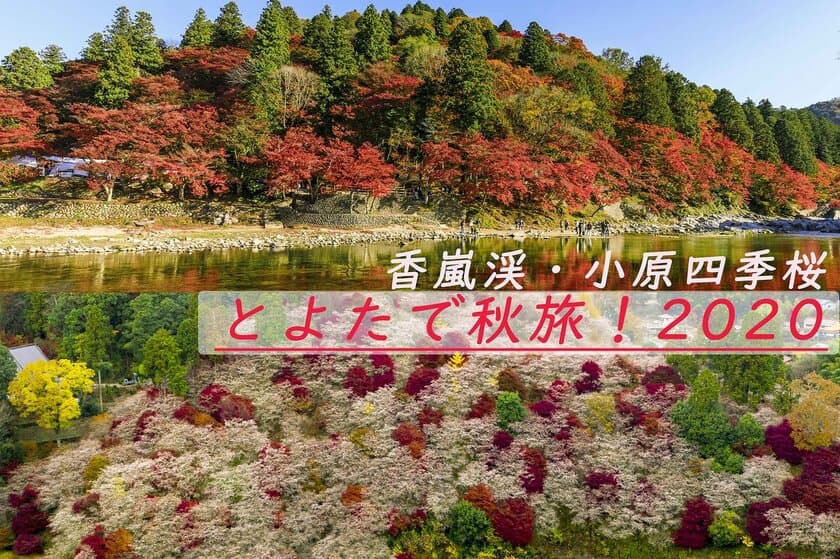 愛知県豊田市 2大紅葉スポット、香嵐渓・小原四季桜の
今年の楽しみ方を紹介！
(2020年の香嵐渓ライトアップ・小原四季桜まつり中止)