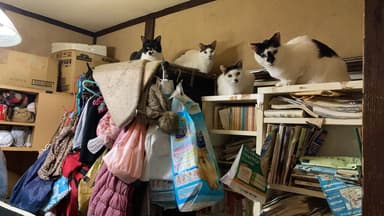 多頭飼育崩壊の現場