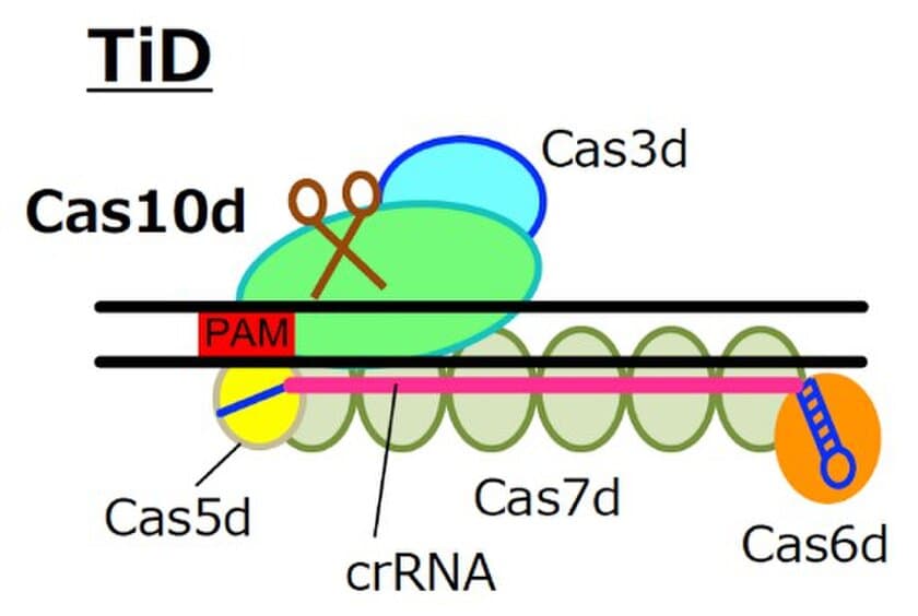 新しいゲノム編集“TiD”システムの開発に成功しました