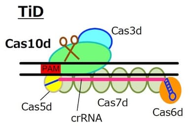 図1. 新しいゲノム編集技術 “TiD”の模式図.