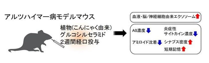 こんにゃくセラミドの脳への移行性、北海道大との共同研究で確認
　認知症予防効果をサポートする研究成果