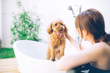 愛犬用と人間用の露天風呂を完備